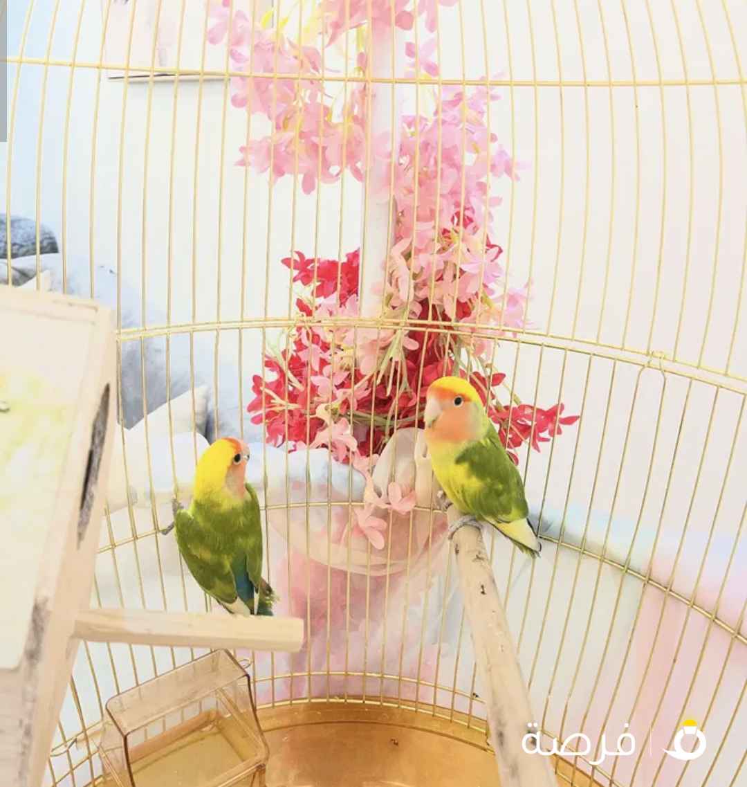 طيور للبيع