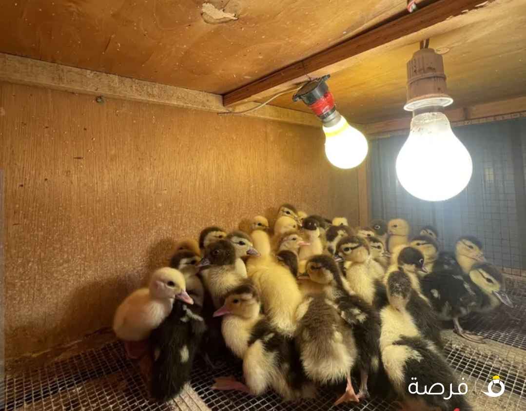 40 فرخ بط مسكوفي