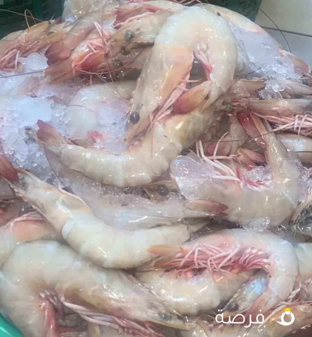 زبيدي هامور بالول روبيان شيم شعوم شعري سبيطي نويبي صبور ميد مزلقان