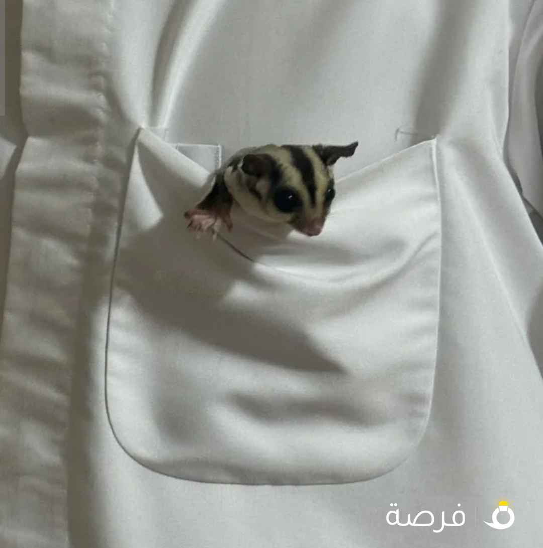 سنجاب طائر اليف حيل العمر ثلاث شهور صحة فوق الطيبة ذكر