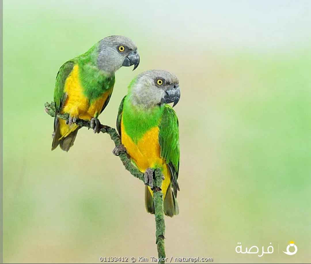 فروخ سنيغال باروت