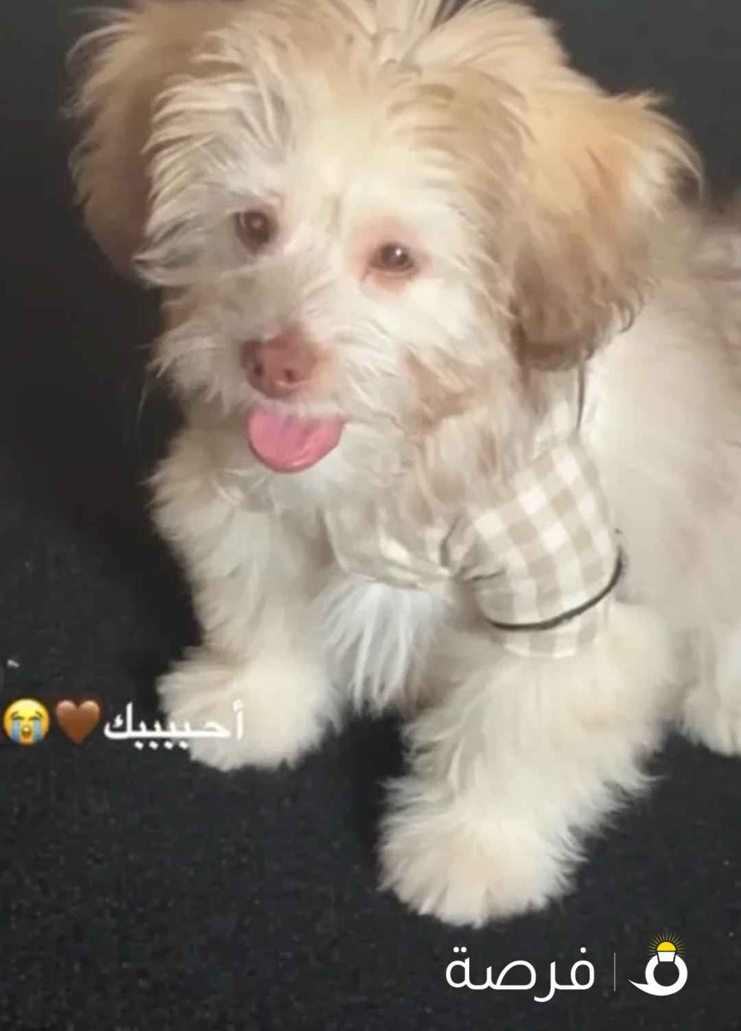 شينزو مالتيز عمره 4 شهور حجمه صغير يناسب البيوت الصغيره