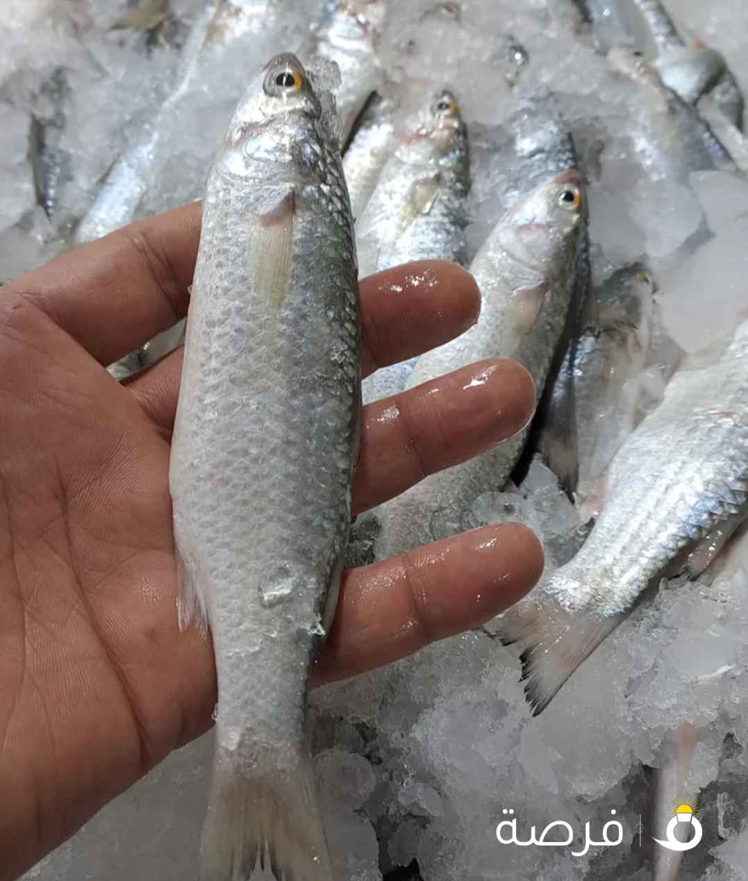 سمك طازج يوميا من البحر الي البيت لسنا الوحيدون ولكننا بفضل الله متميزون