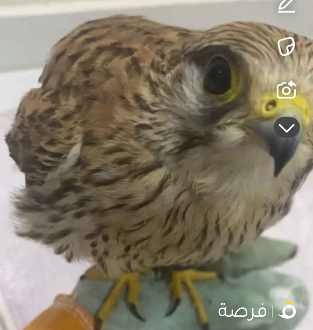 حميميج للبيع