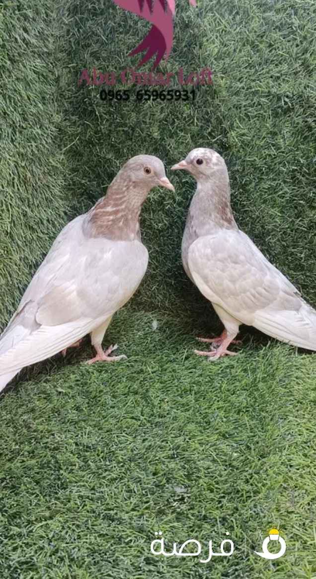 هومر وصنعاوى لاحم