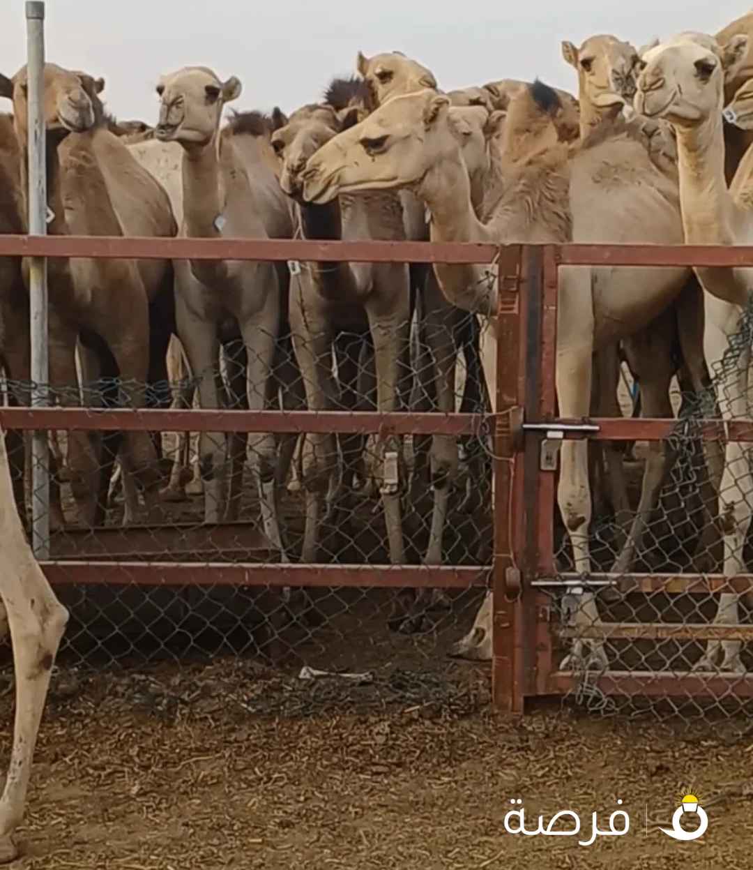 حاشي وقعدان للبيع