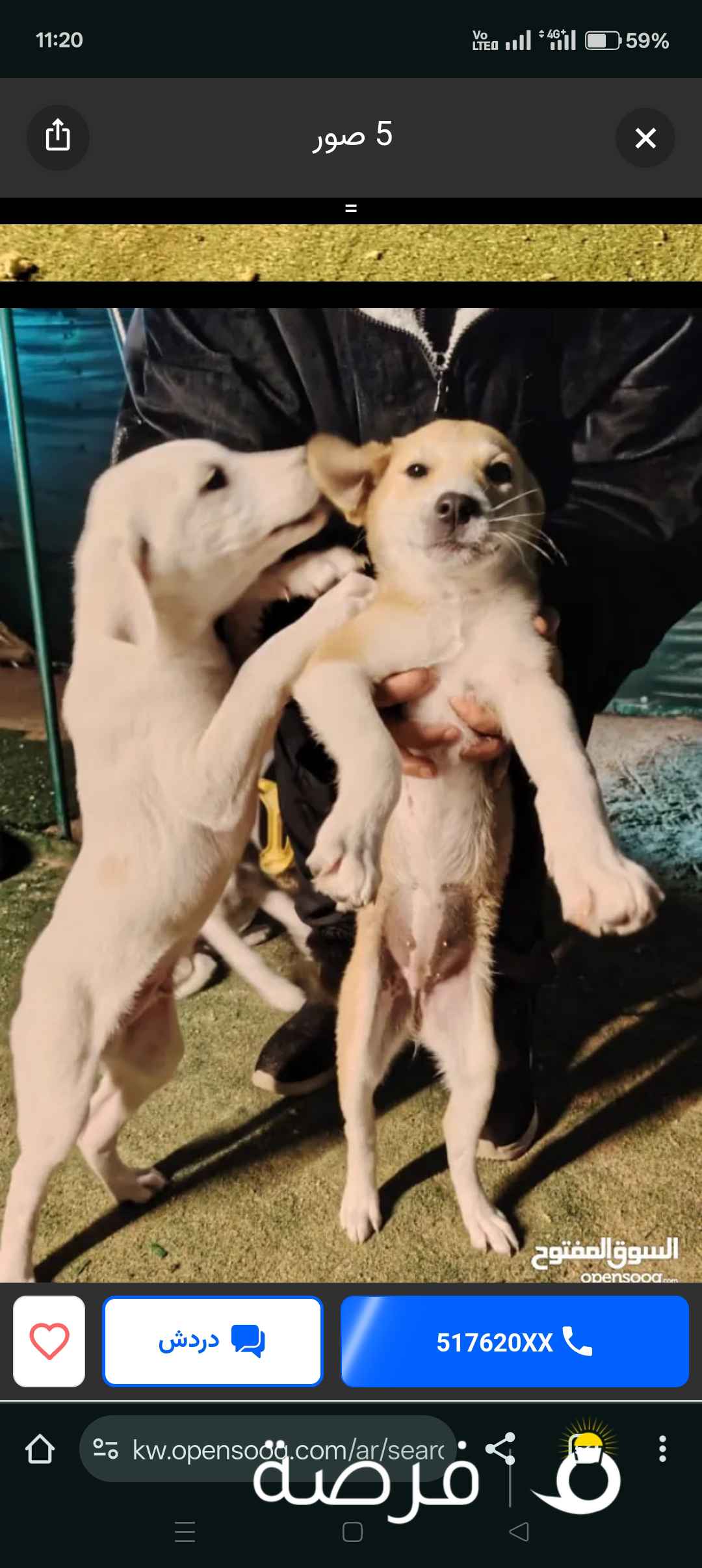 للتبني كلاب