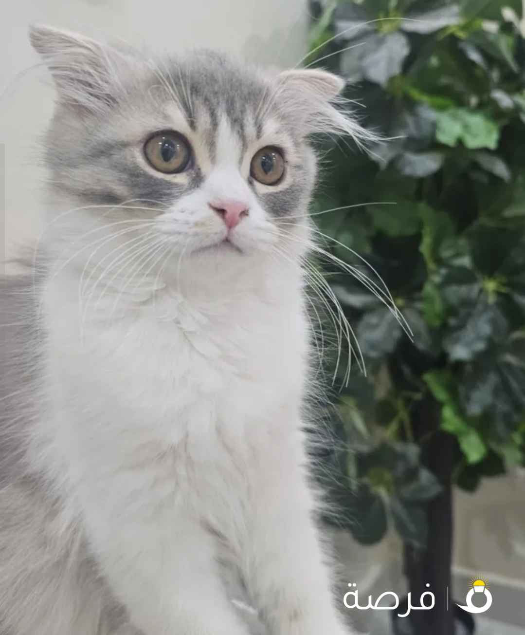 قطط باي كولور