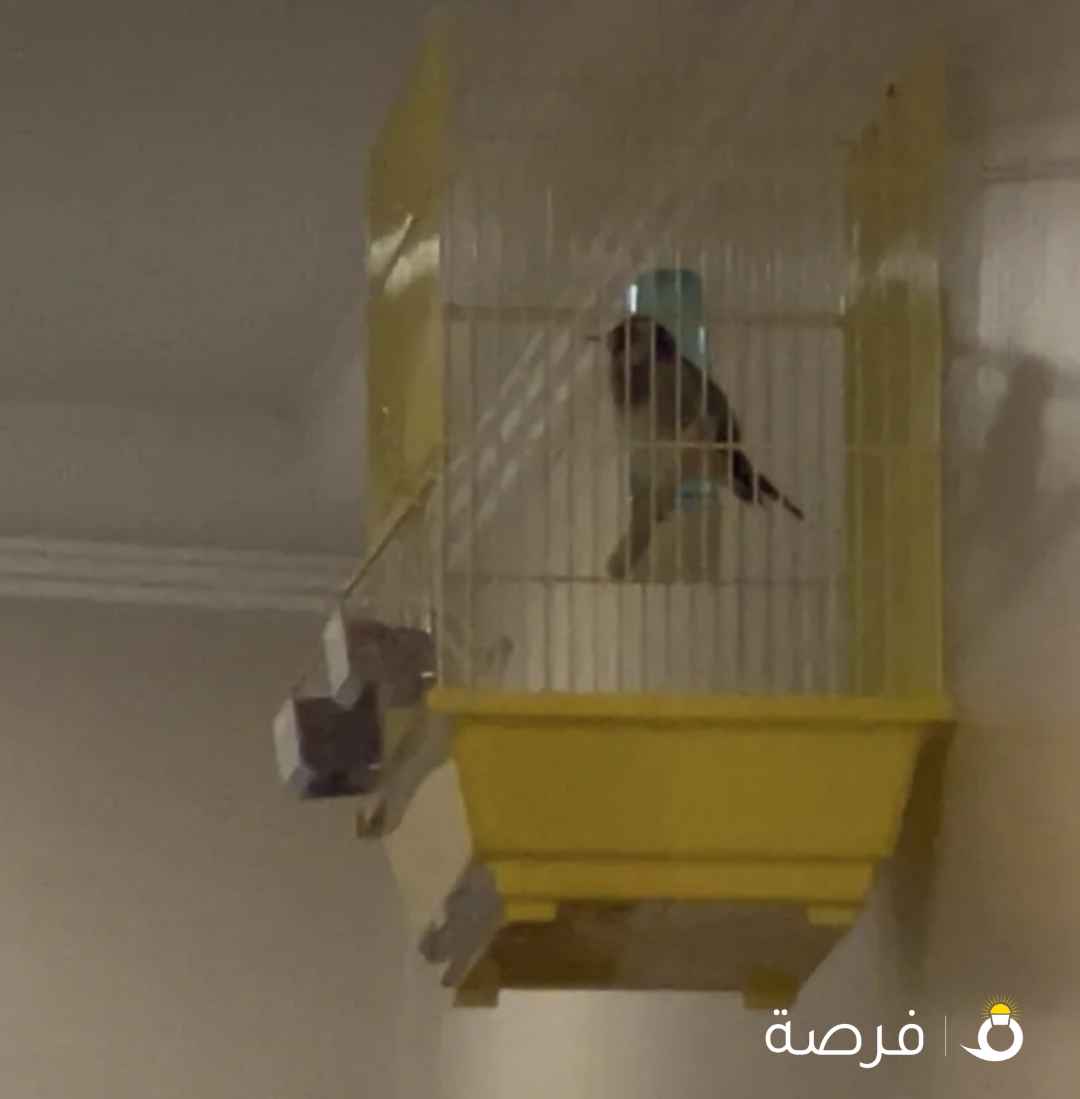 حسون تغريد نار