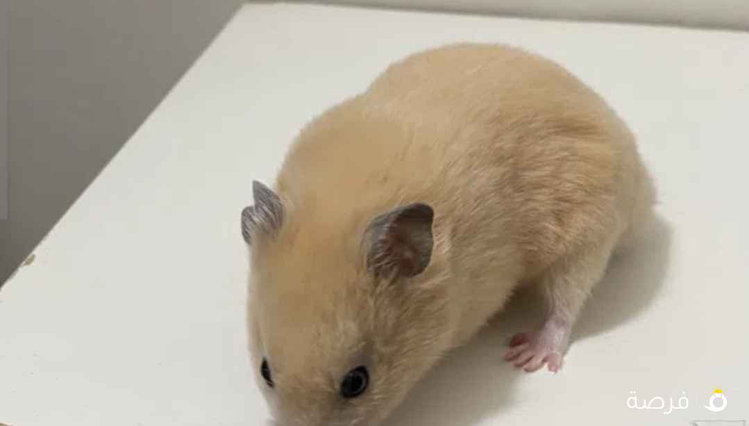 للبيع هامستر