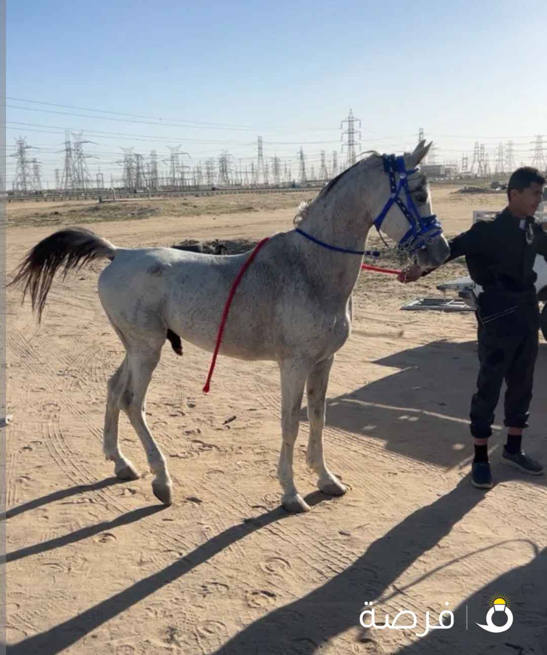 خيل مصري بيعه سريعه سبب ضرورف