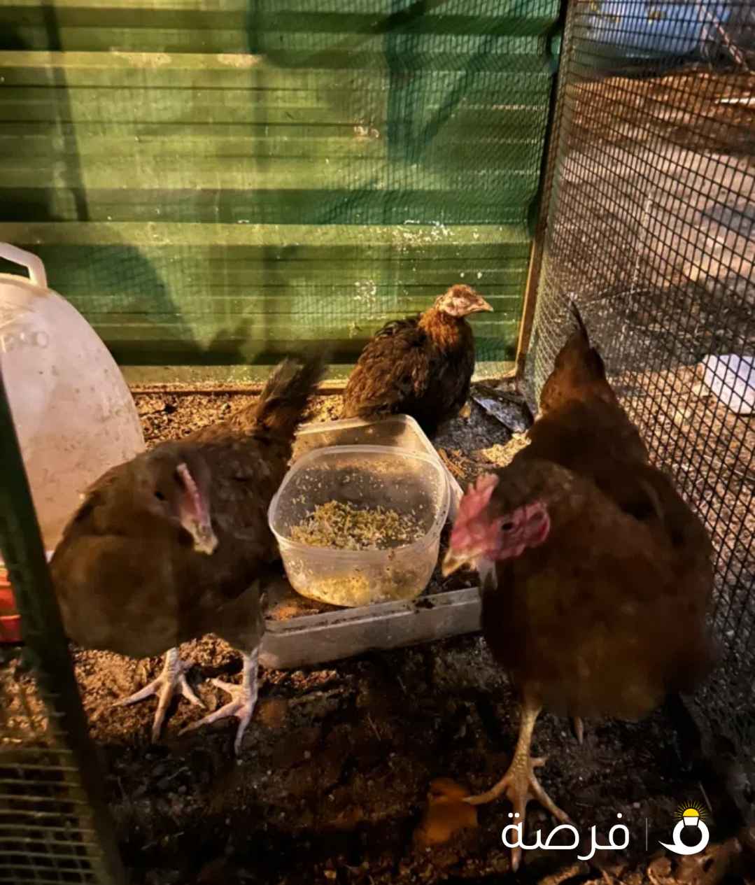 دجاج سوسيكس للبيع العدد 3 مافي توصيل