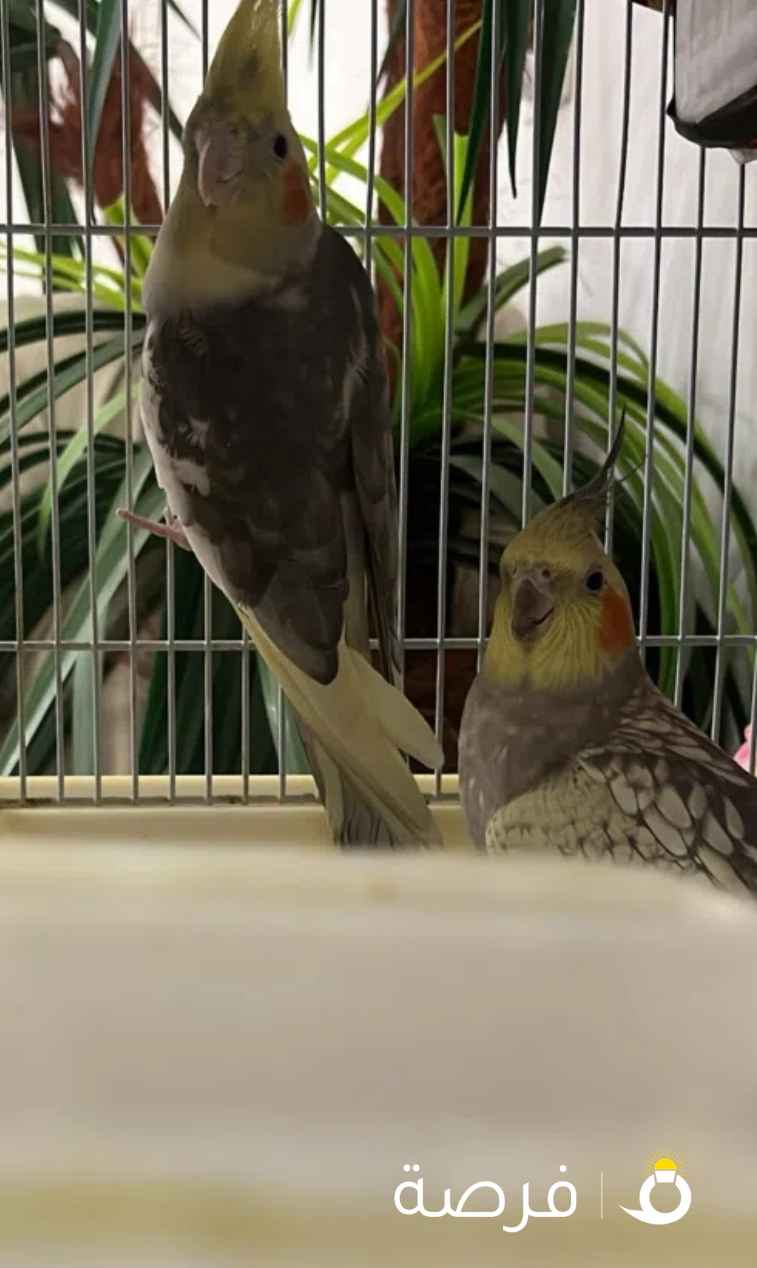 للبيع كوكتيل