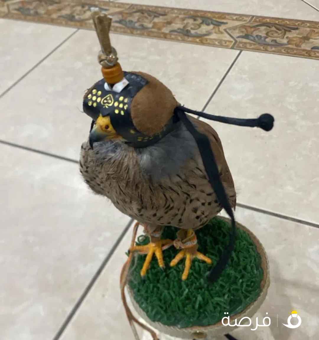 طير ماشاءالله ولا غلطه و مافي شي