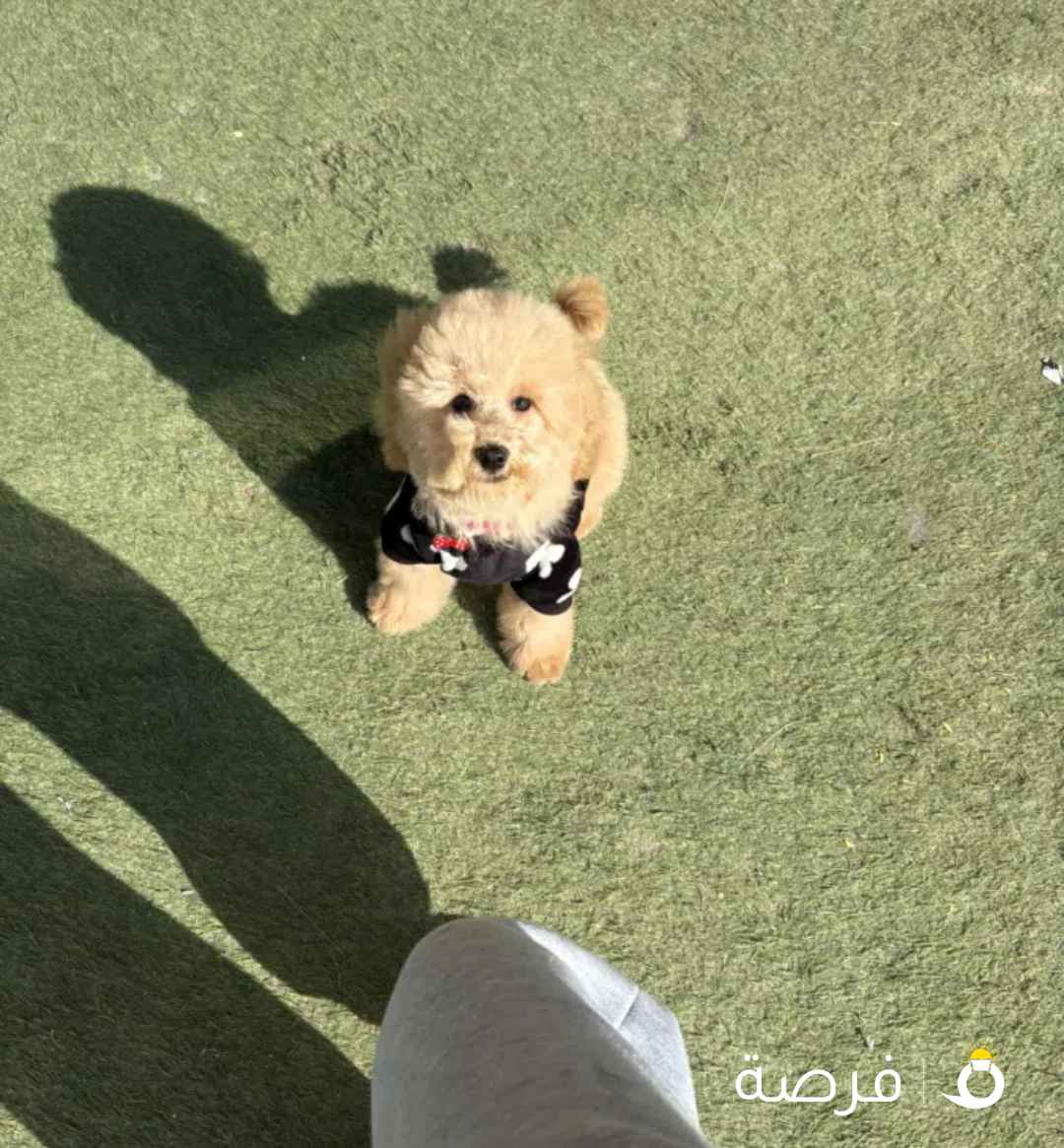 عمرها خمس اشهر