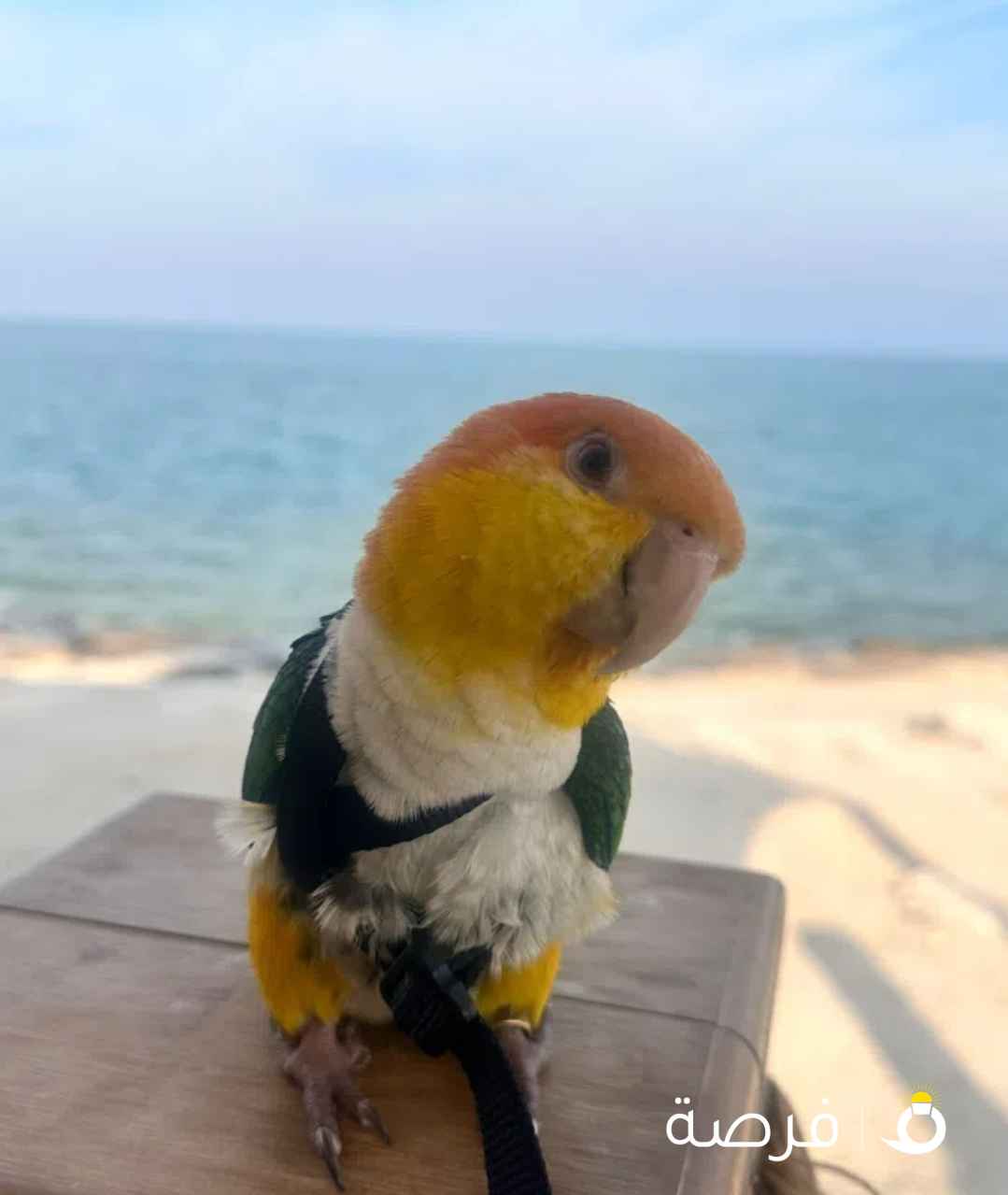 بيغاء كاييك وايت بيلي لعوووب