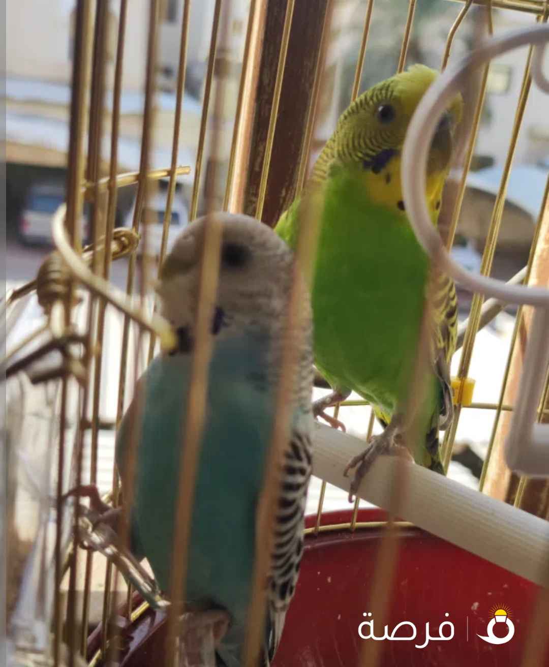 طيور للبيع