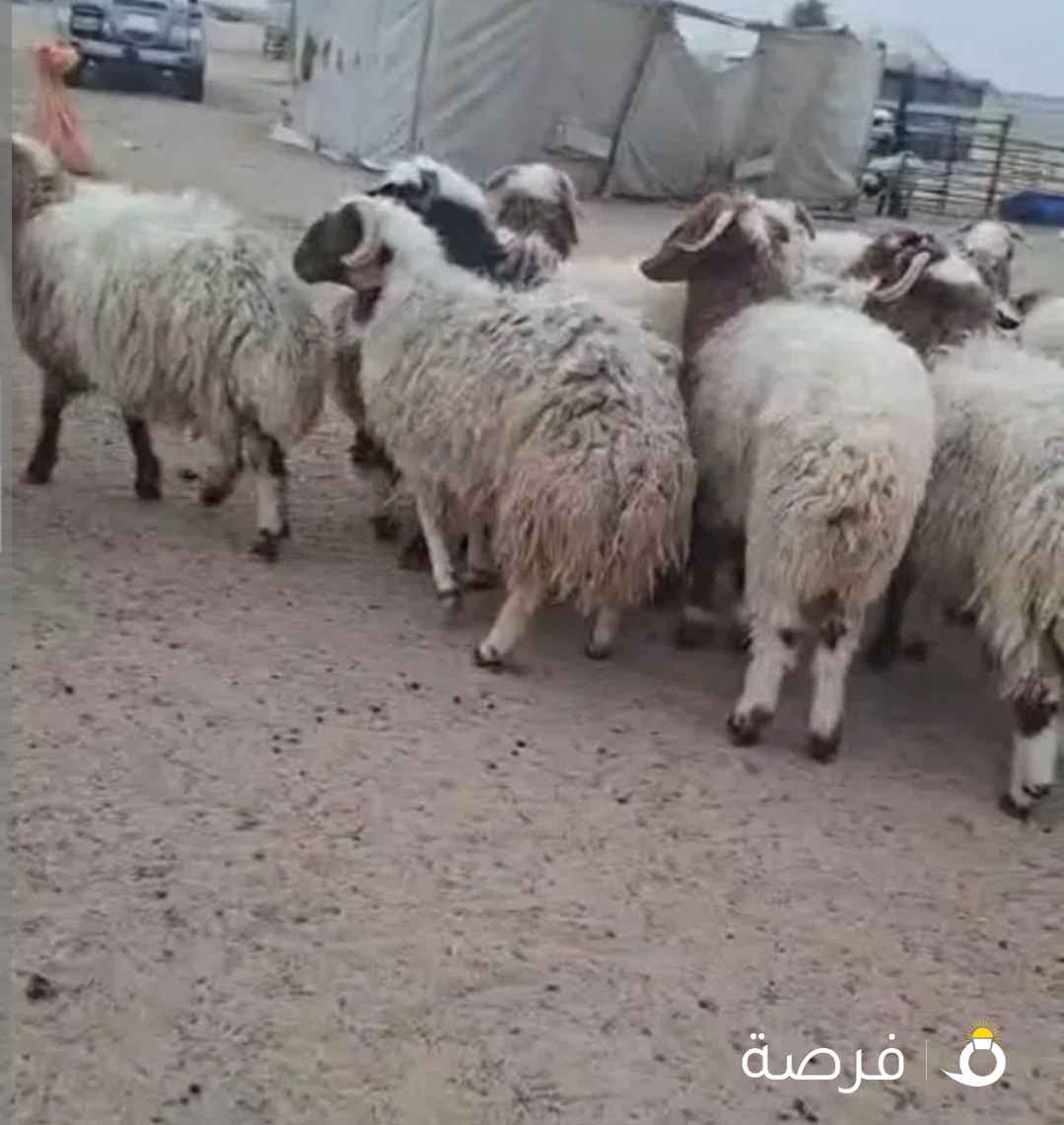 ذبايح نعيمي عربي سوري