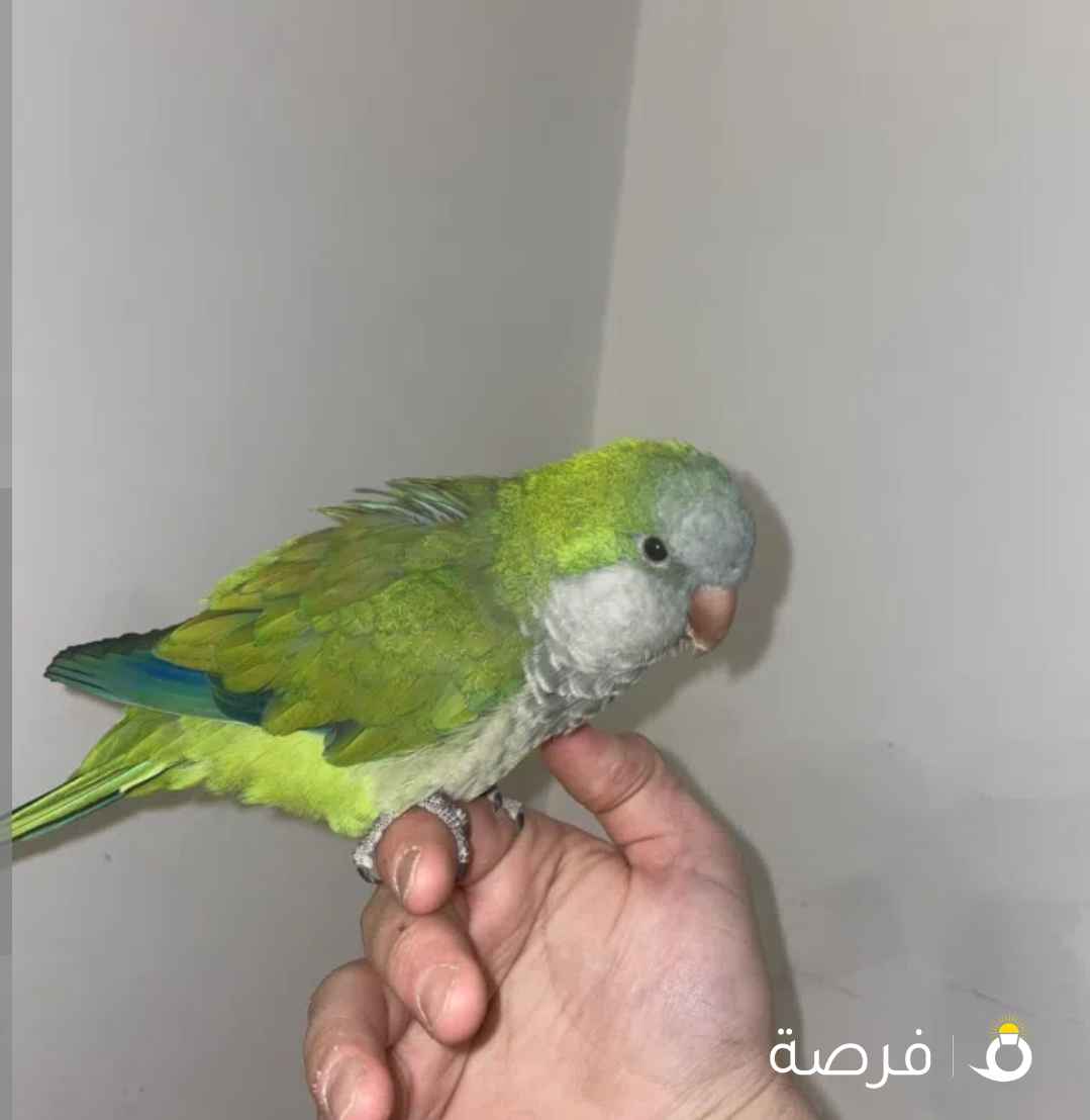 ببغاء الكويكر اقرأ الوصف
