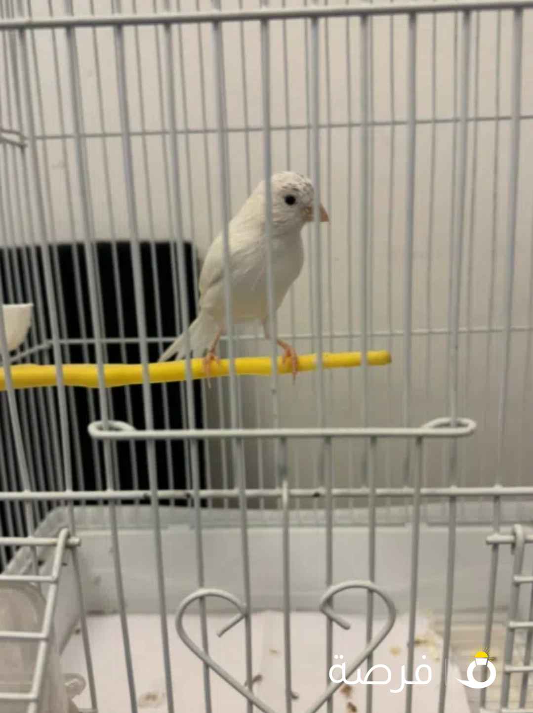 فحل كناري ابيضّ بيعة سريعة