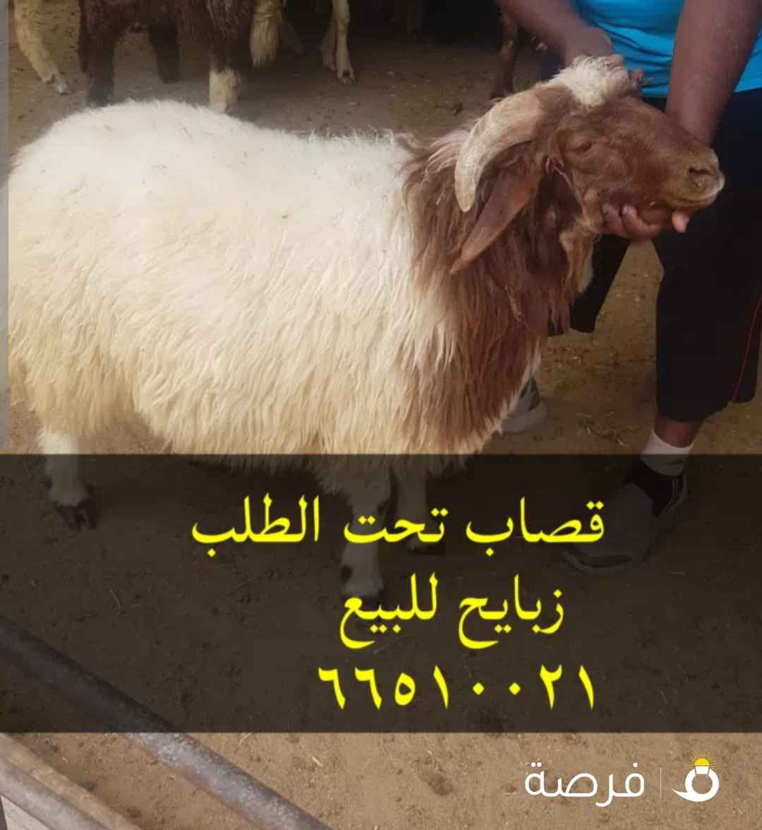 قصاب الكويت زبايح للبيع مع التوصيل جميع مناطق الكويت