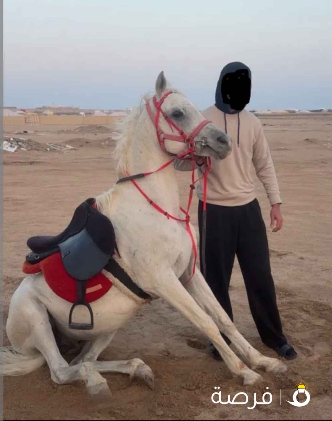 للبيع حصان