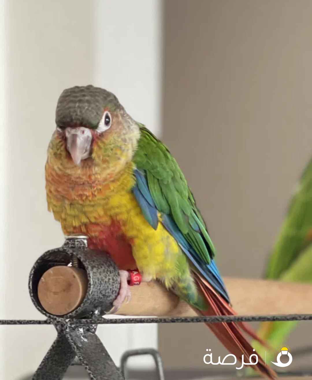 Birdie LOST