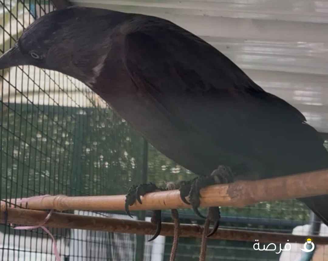 غراب للبيع