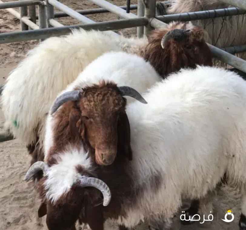 قصاب متنقل تحت الطلب لذبح وتقطيع الذبائح أمام باب بيتك لجميع مناطق الكويت