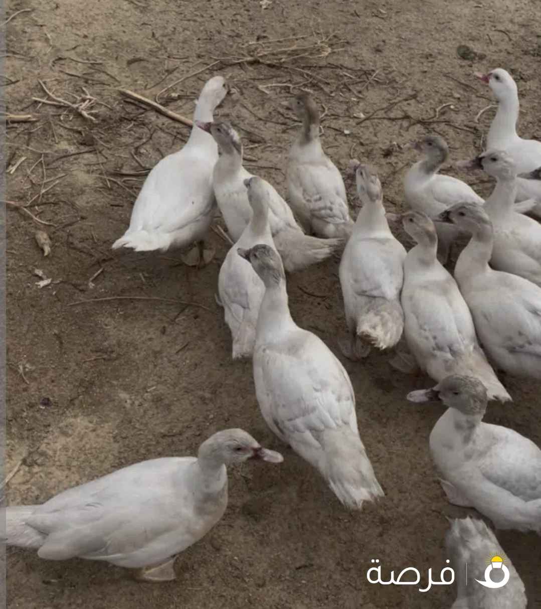 بط مصري