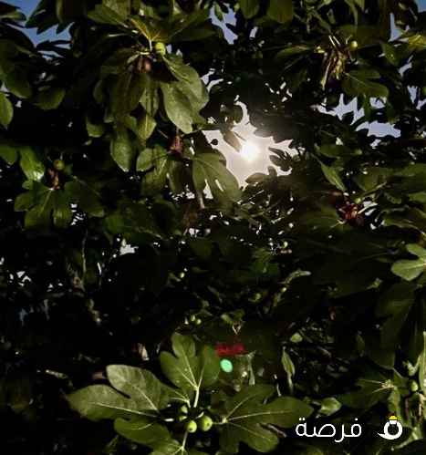 شاب 24 سنه