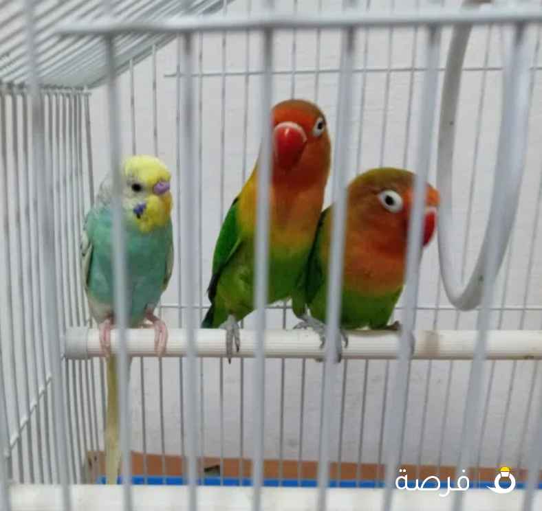 طيور الحب و ⁦⁦1⁩⁩ بادجي