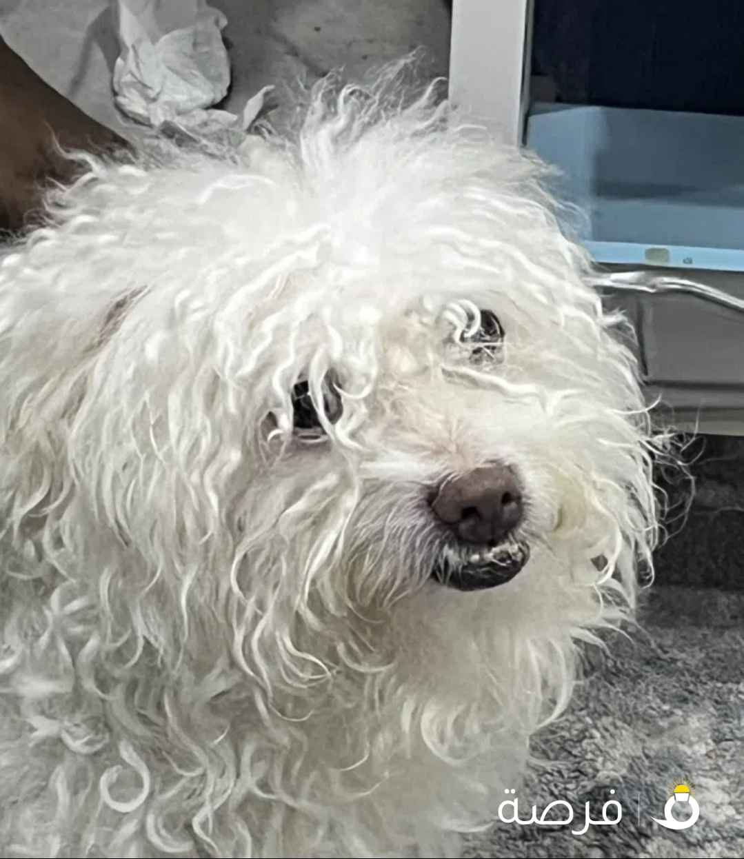 كلب للبيع لعدم التفرغ