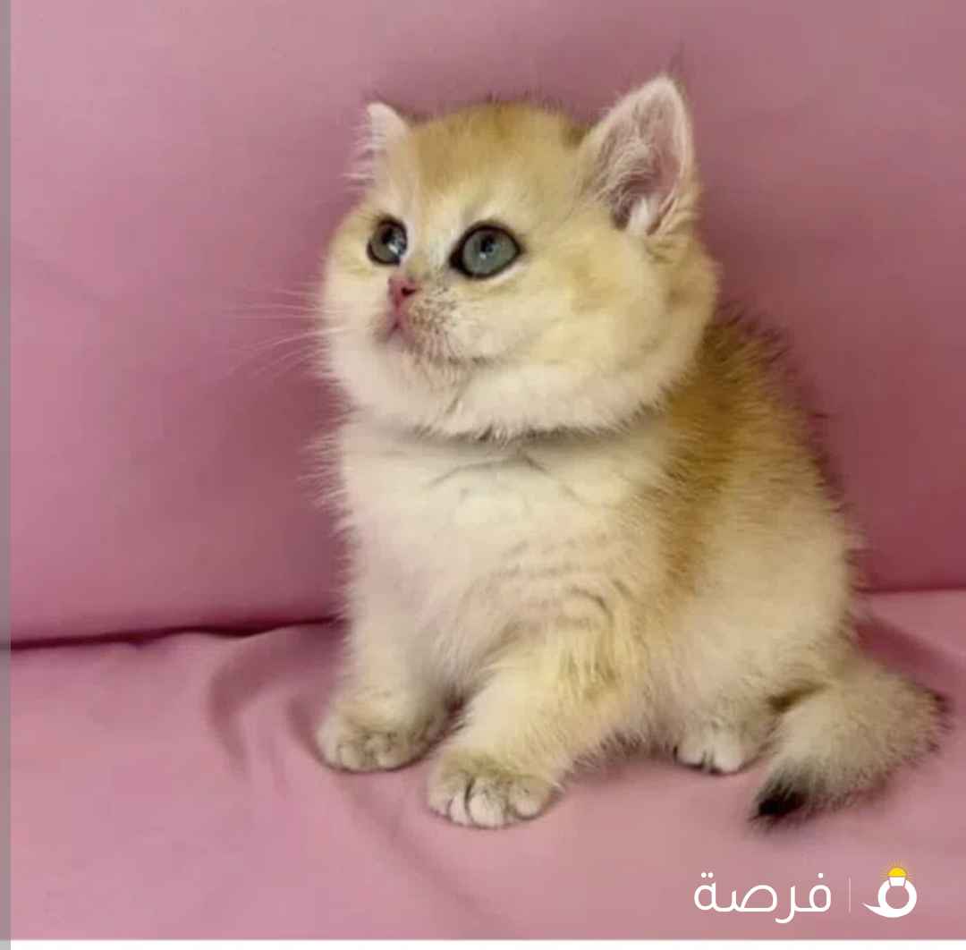 مطلوب قطه انثى كيتن للتبني او للبيع اقل من⁦⁦30⁩⁩دينار