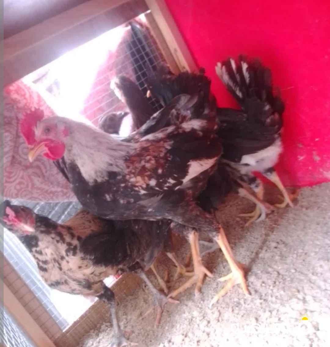 دجاج عربي ⁦⁦100⁩⁩%