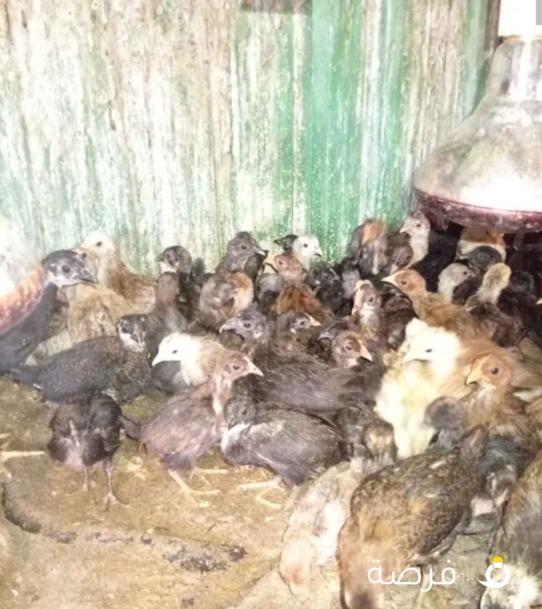 بيع صيصان عربي مشكل