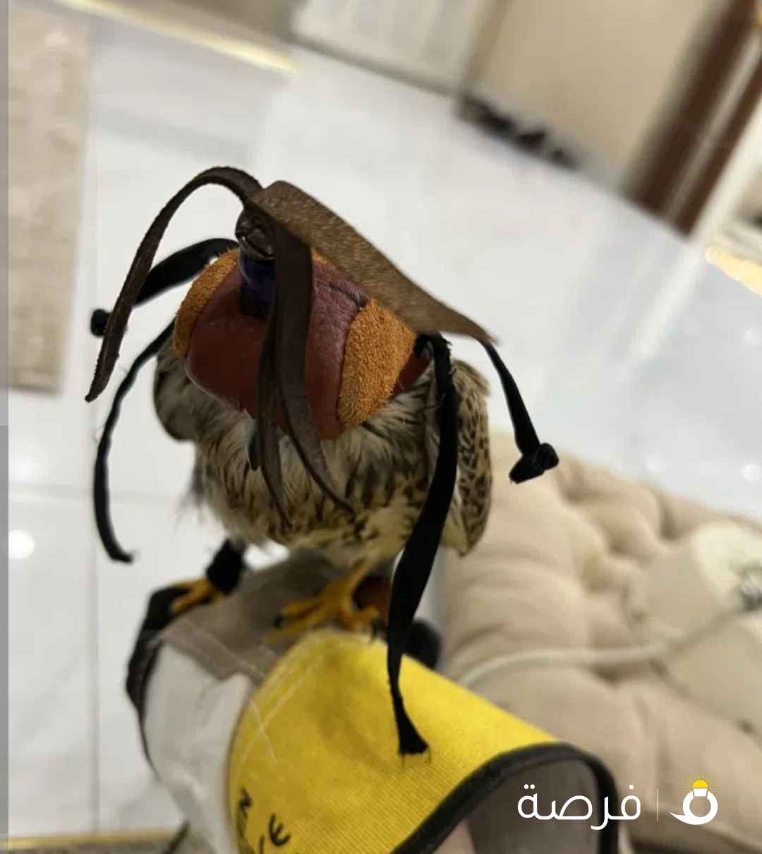 طير باشق مع اغراضه