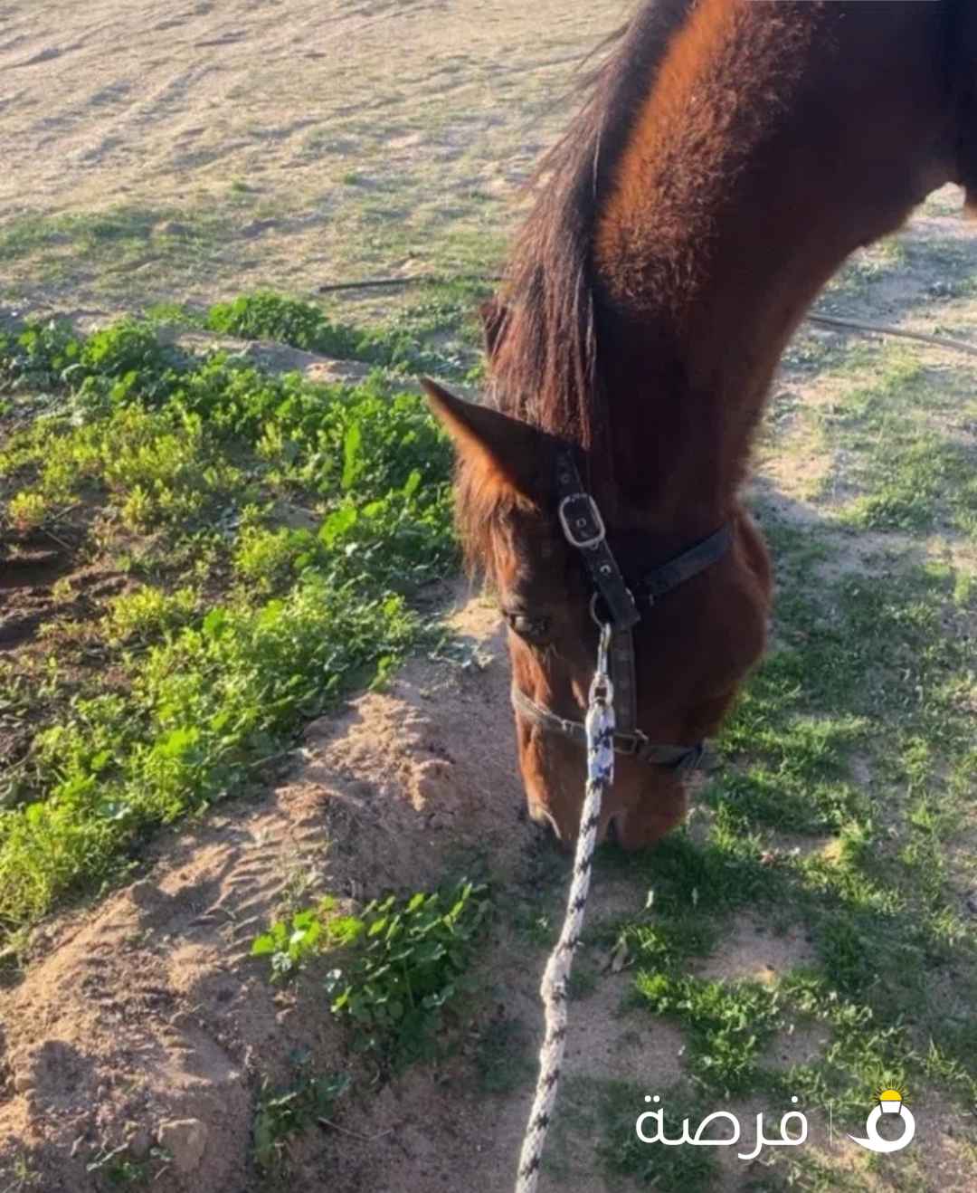 حصان انقليزي مدرسه