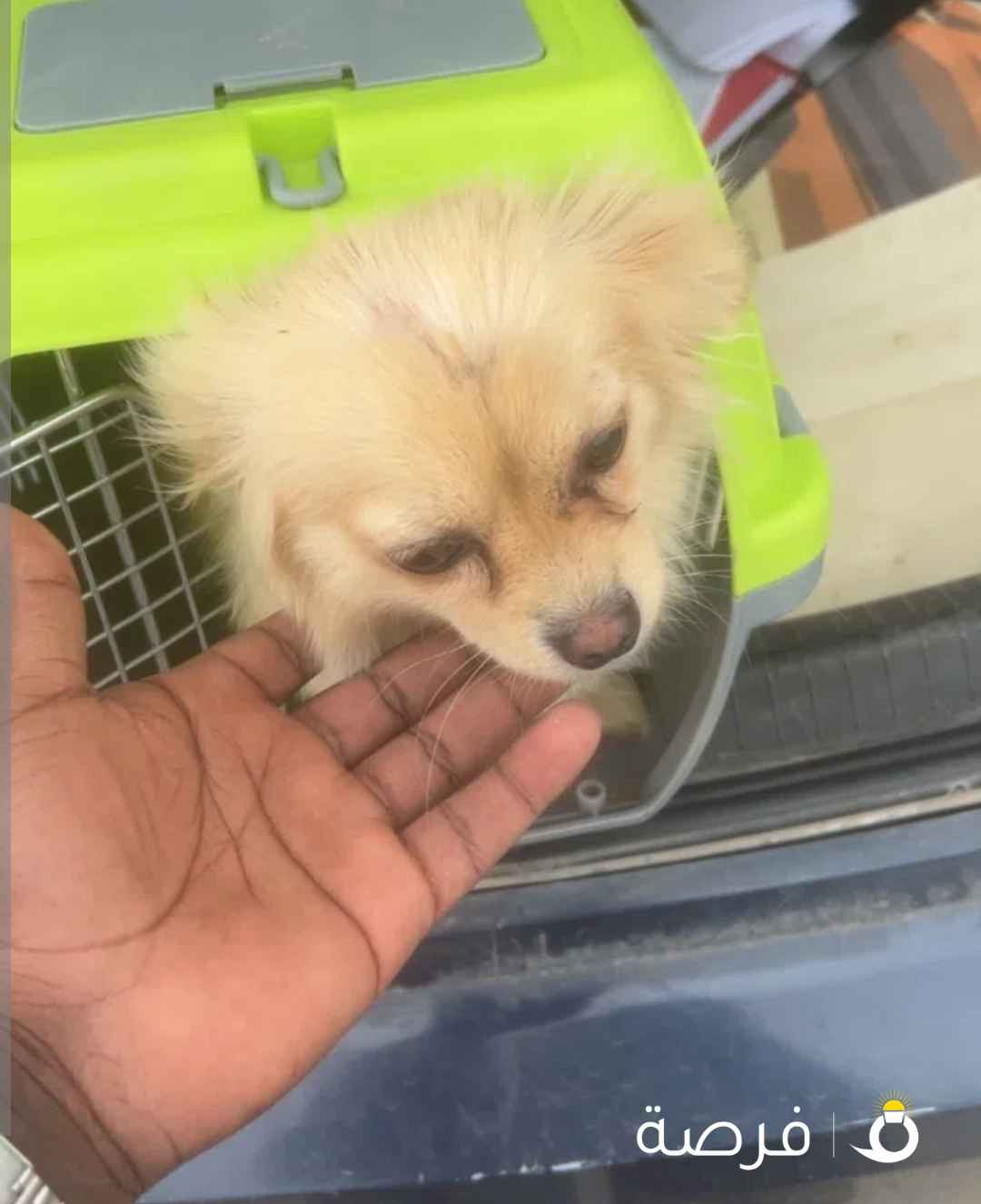 للبيع كلب البومر ينيان