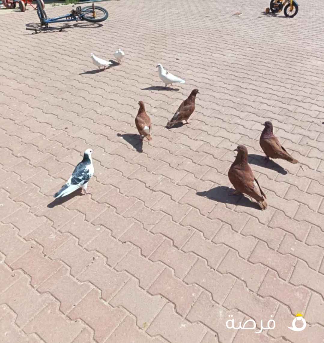 للبيع دجاج عربي قديم ترثه يبي له بس شويه يا مقابل ومع فروخهم هم يبلوهم شهرين الى شهر يبيضون الفروخ