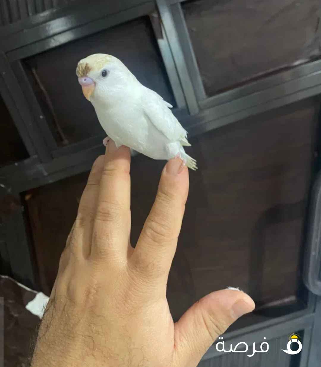 للبيع طير حب هولندي ابيض قطع عس ياكل و مرات ينعس في خوف بسيط ما في عض جناح كامل