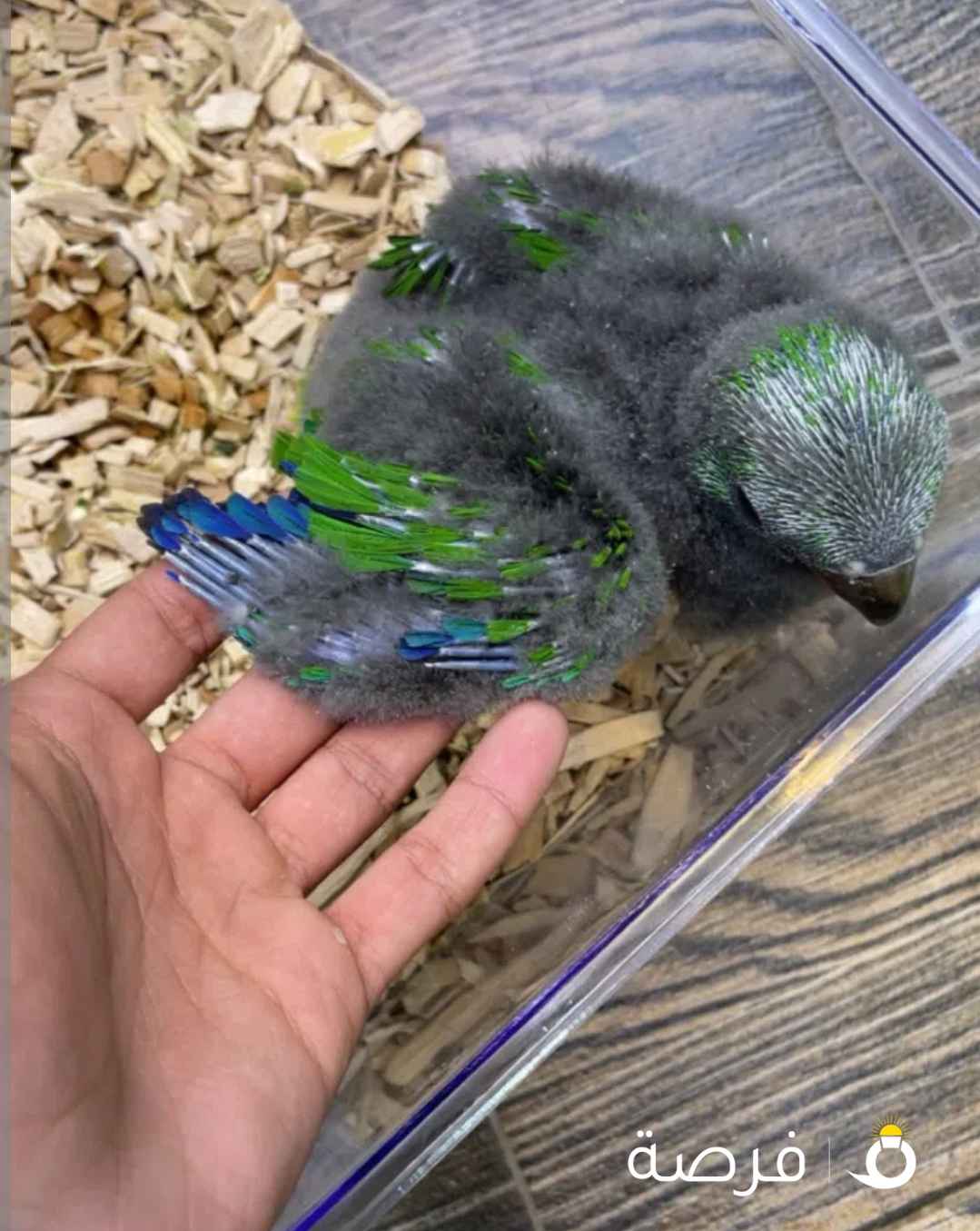 بغبغاء اتلانتس