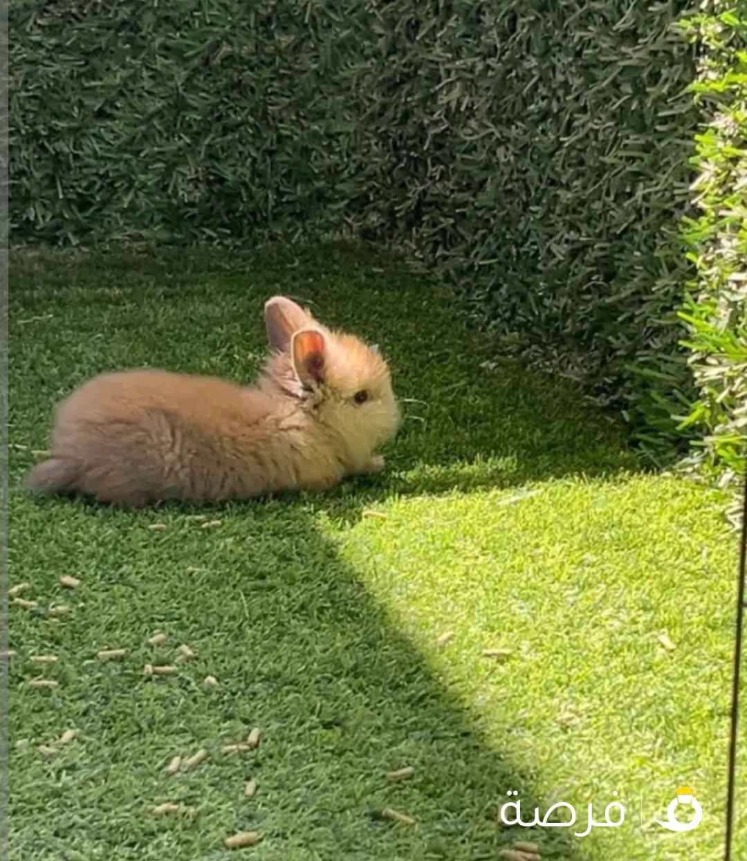 ارانب نظيفة وأليفة