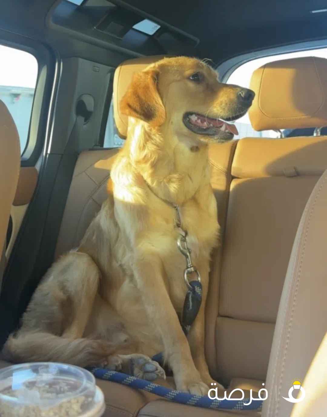 للبيع كلب قولدن ريتريفر