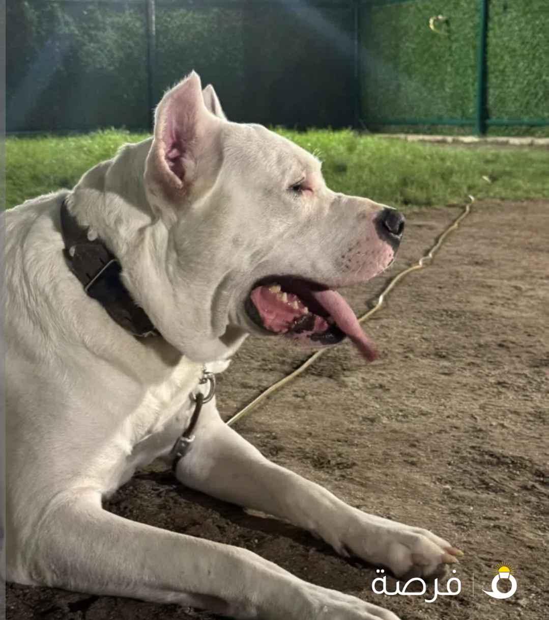 Dogo Argentino male and Pitbull female - for sale !