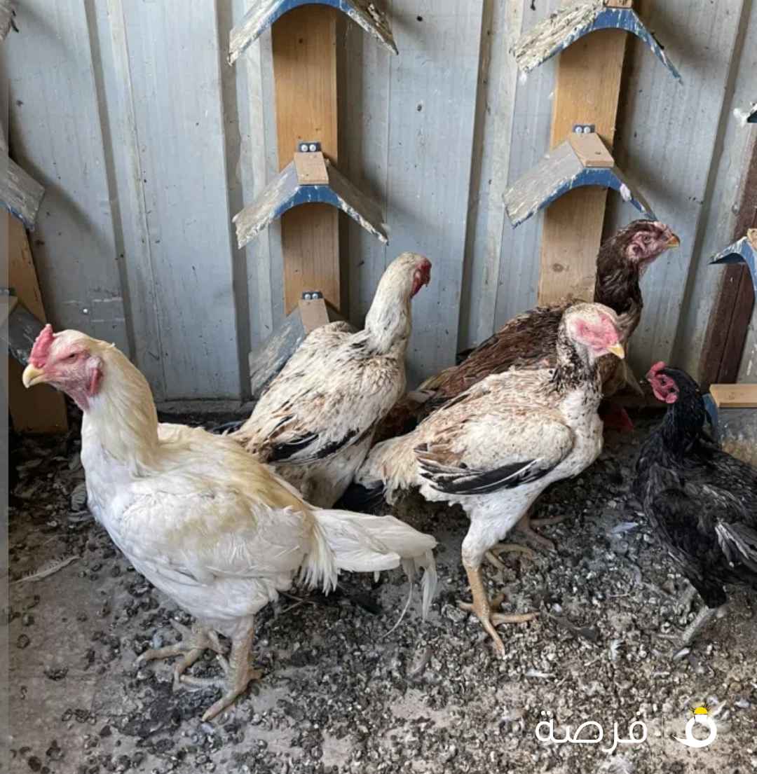 دجاج هندي اربع حبات