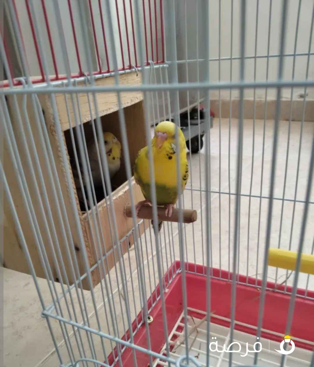 الطيور حب متدربه مع قفص مع مبيض ويوجد لديهم بيضه ومع كل شيء بدون التوصيل