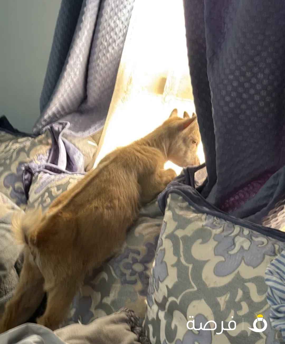 ماعز صغير بلدي