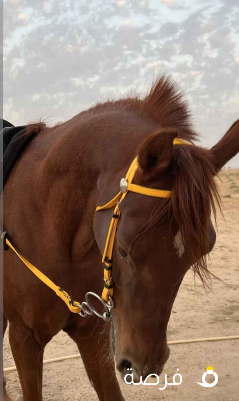 حصان بولش اوراقه ضايعه تروح بيت العرب فحص دم تطلعه اوراقه حصان شيييخ وعلى المصارع وحار خياله حلوه