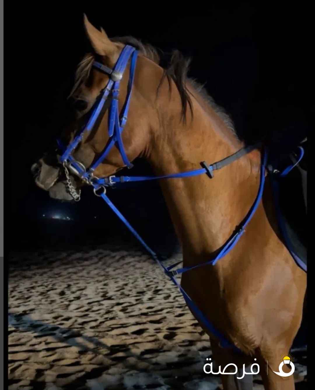 بولش مواليد ⁦⁦2022⁩⁩